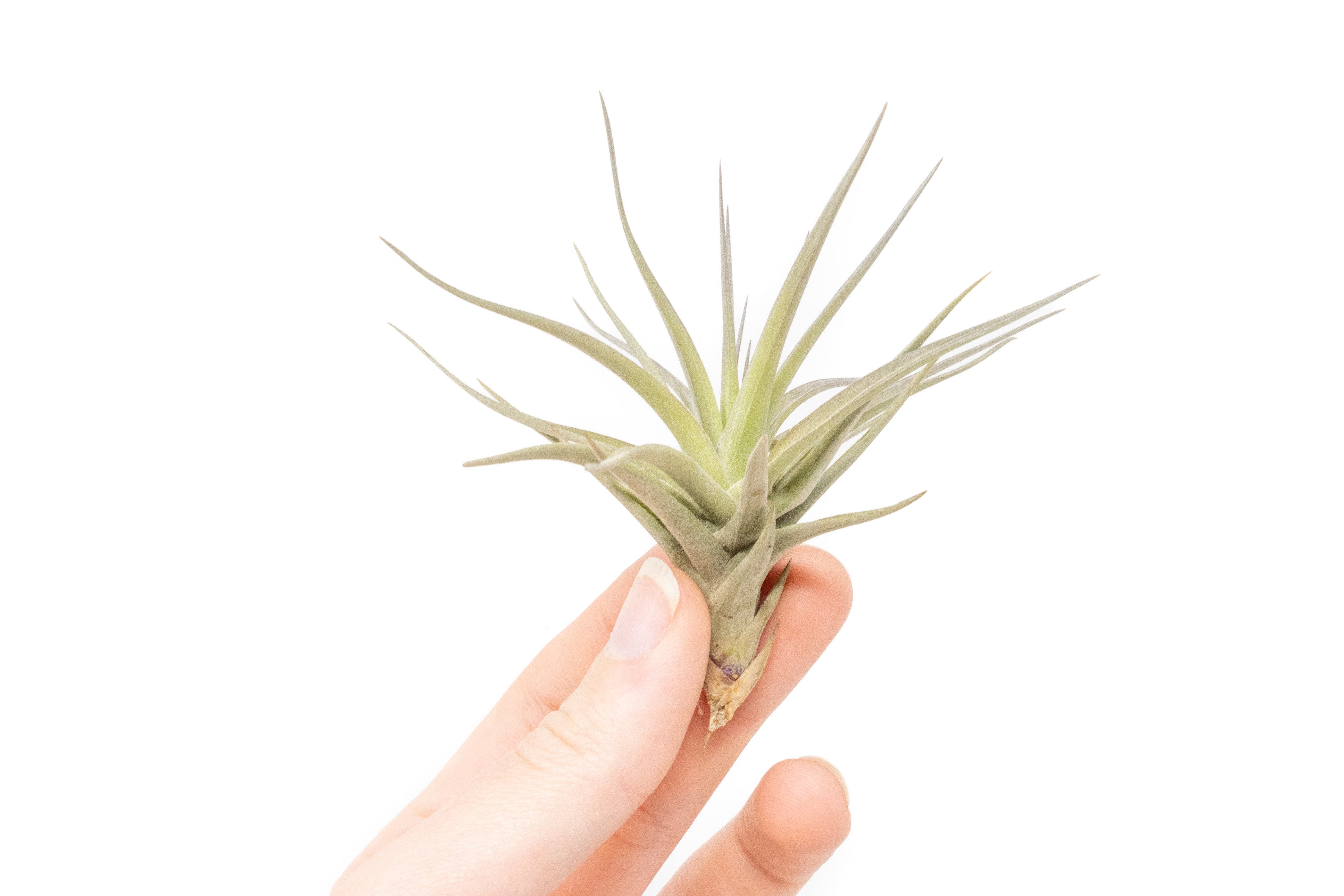 Tillandsia Spanish Moss and Ionantha Combo for Sale