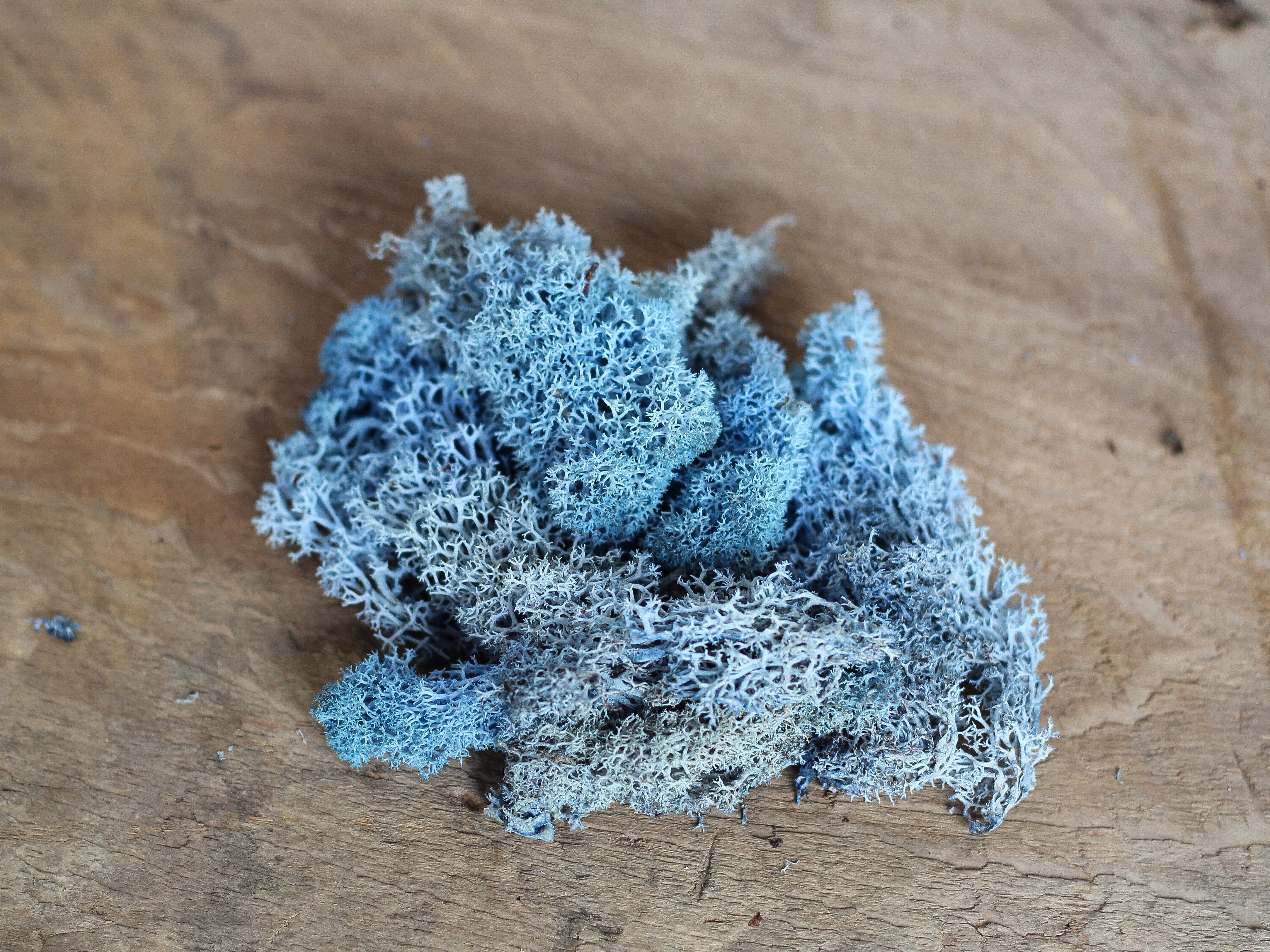 blue moss