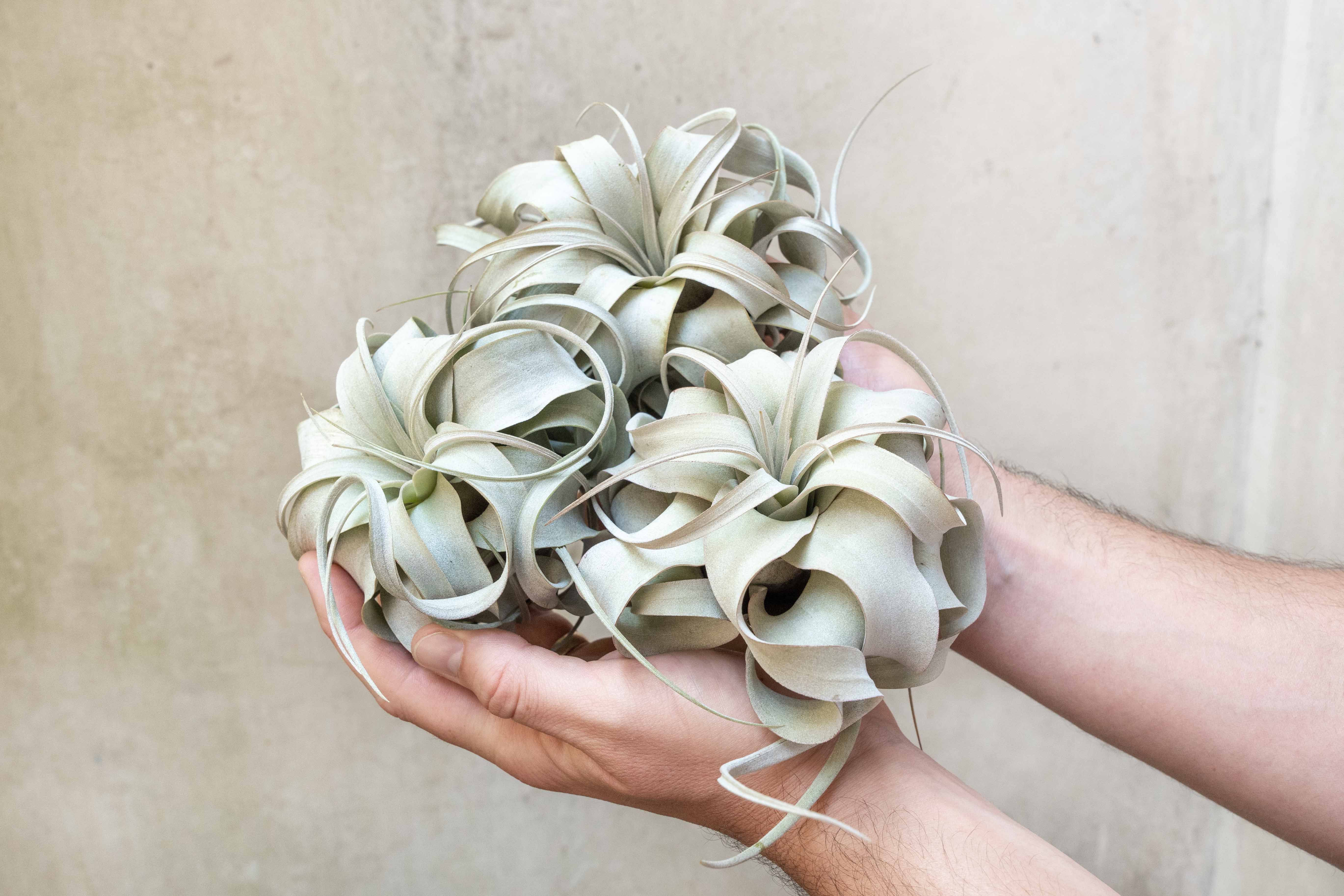 Small Artificial Air Plant
