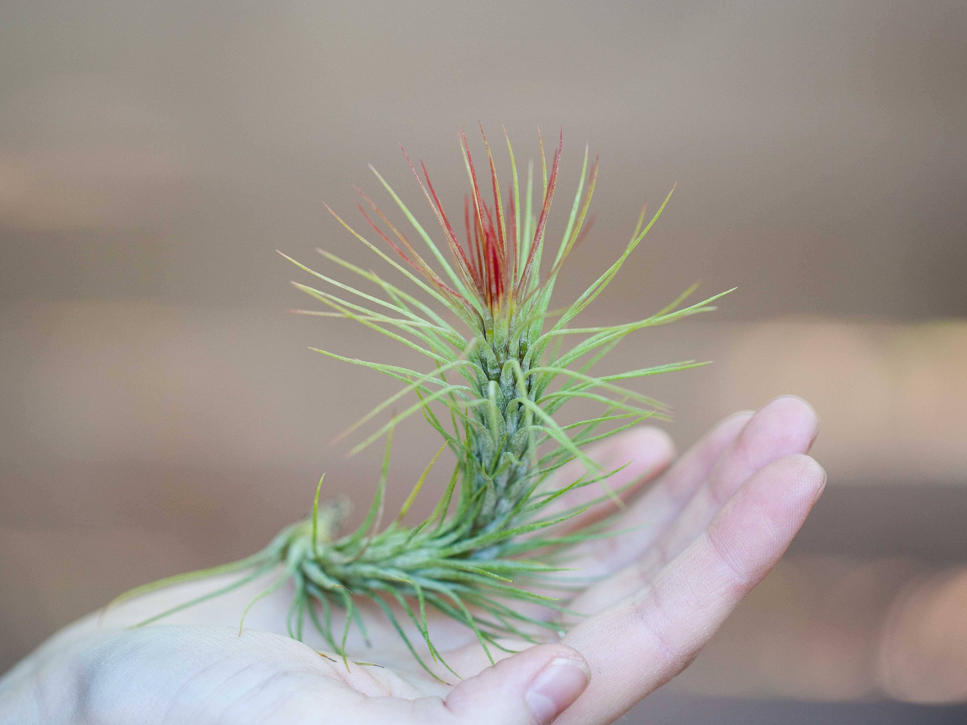 Tillandsia funckiana type 2