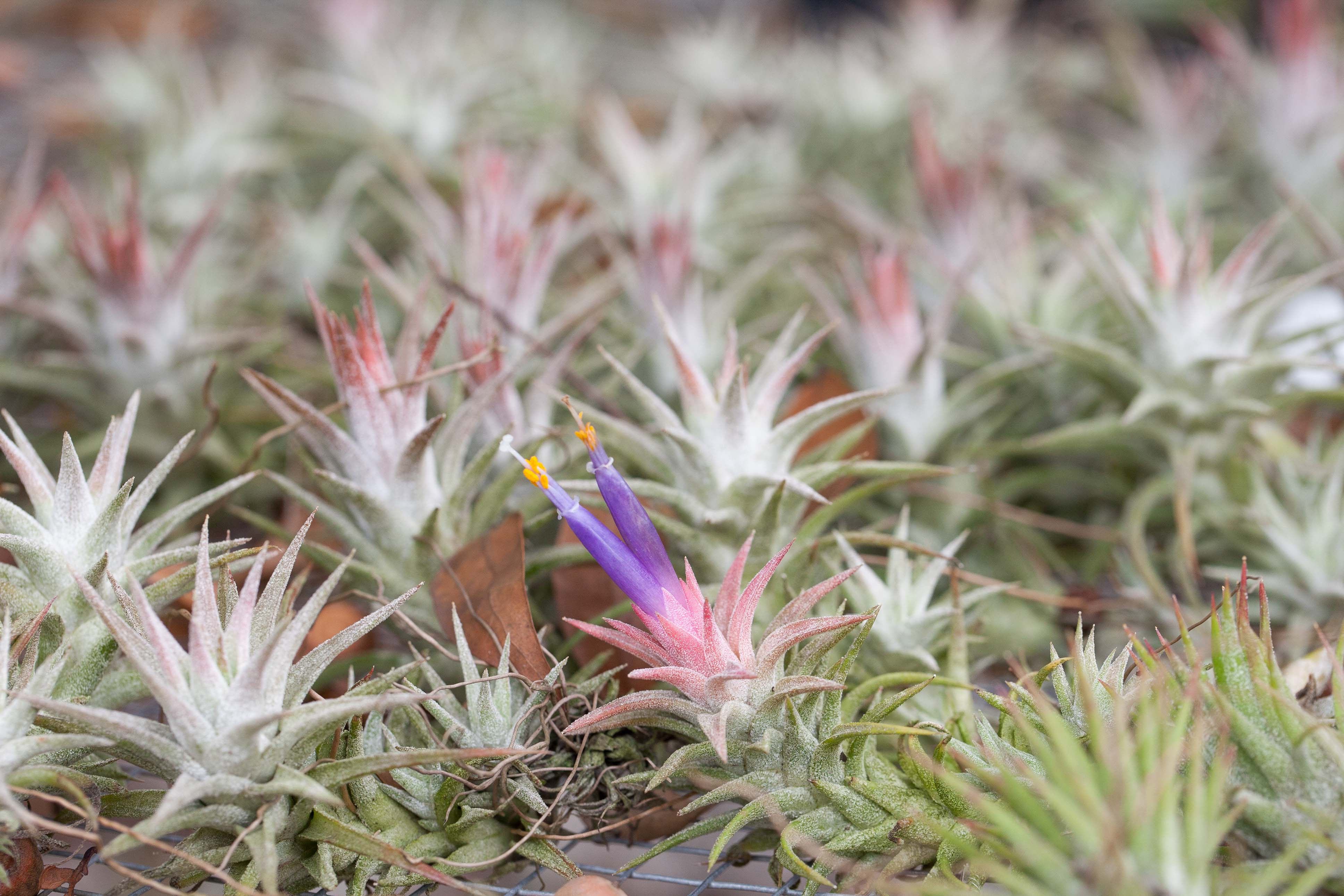 Tillandsia Ionantha Vanhyningii Air Plant