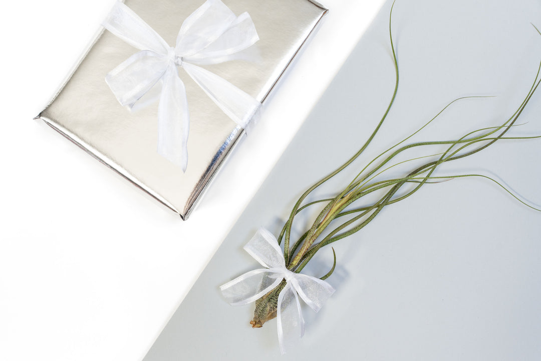 air plant tillandsia gift guide