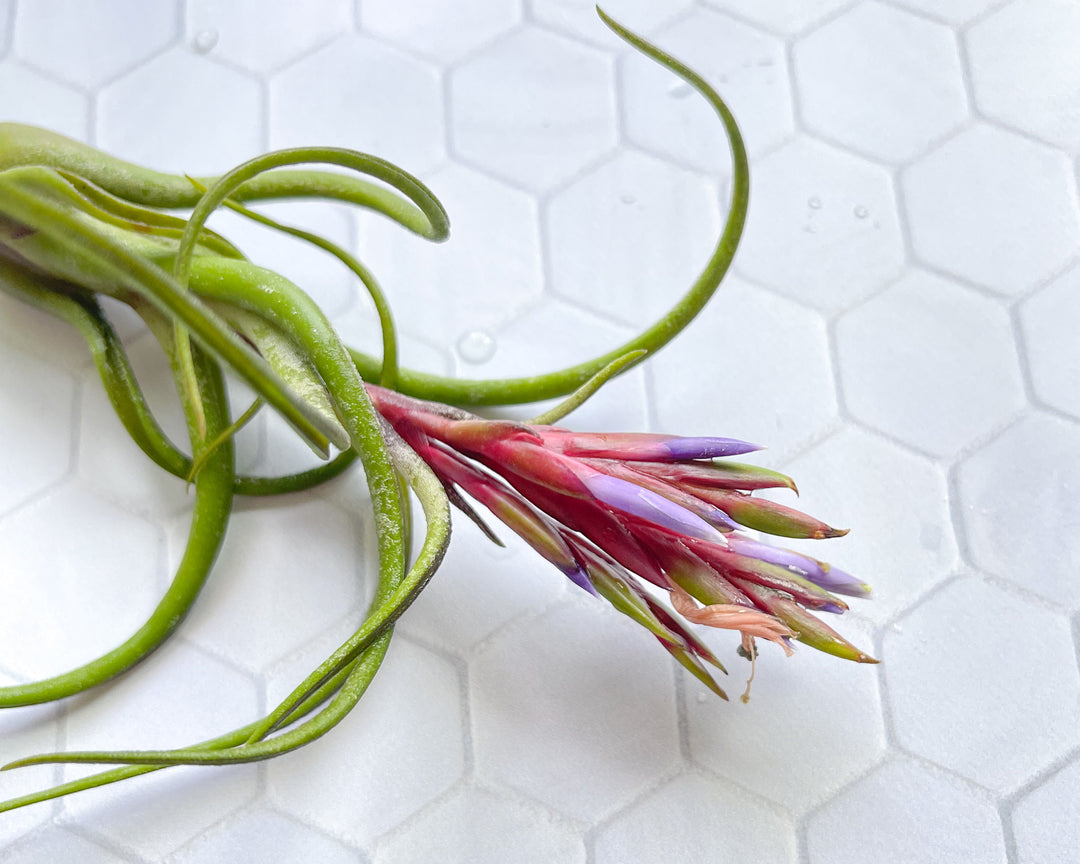 air plant tillandsia blooming blushing budding