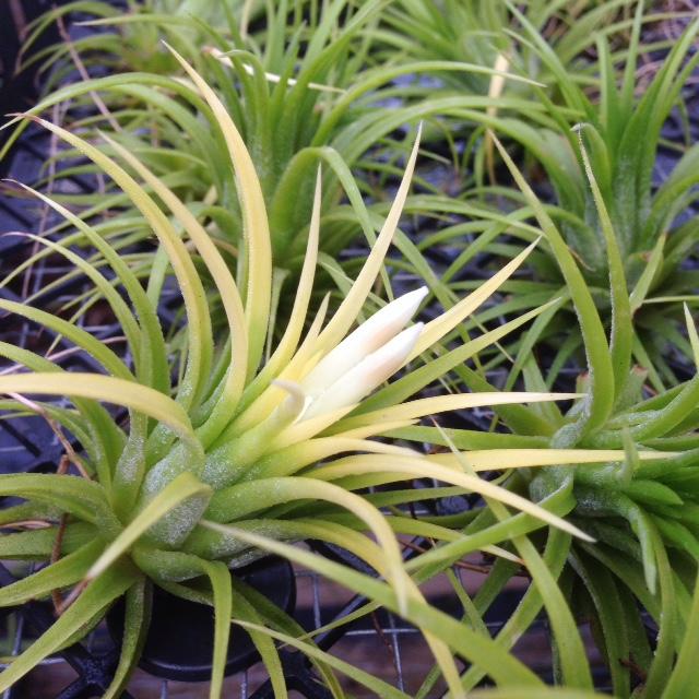 Tillandsia Ionantha Air Plant with White Flower Bloom