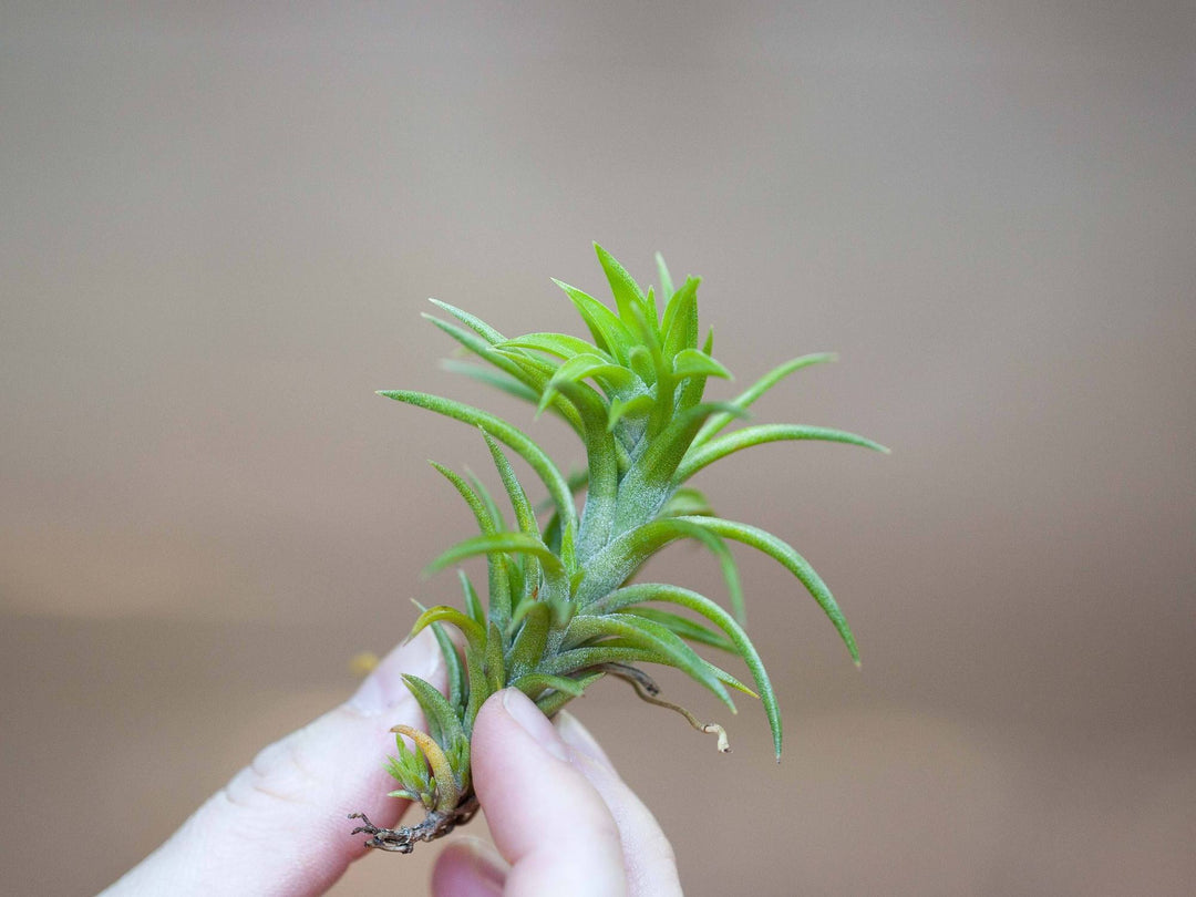 Tillandsia Neglecta Air Plant