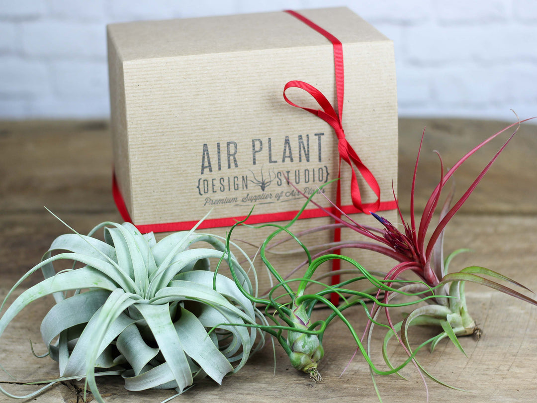 air plant design studio premium plant o gram tillandsia