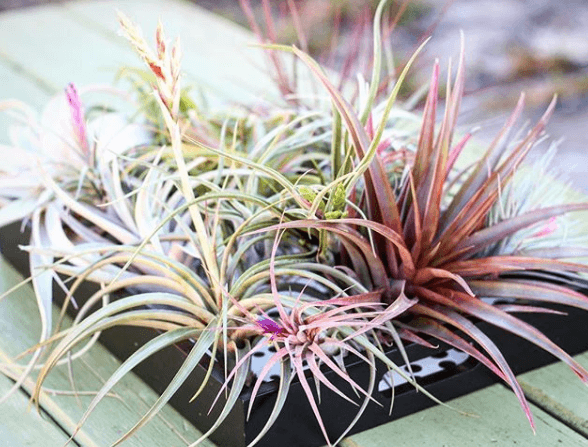 Assorted Premium Tillandsia Air Plants