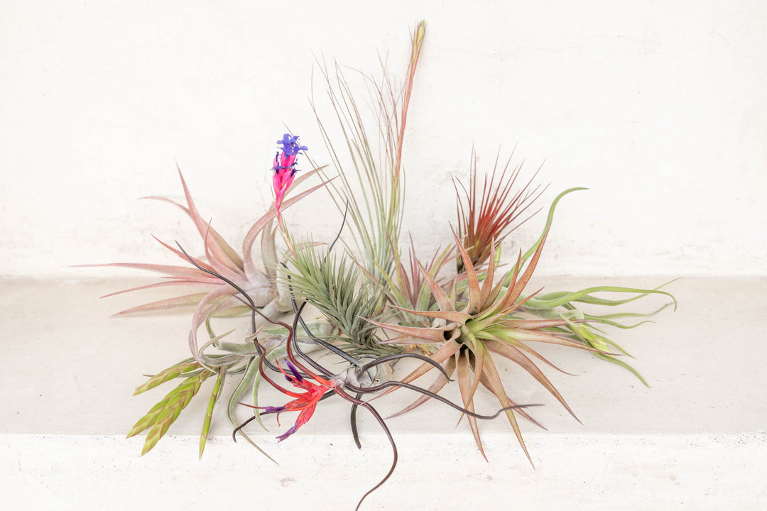 Assorted Premium Tillandsia Air Plants