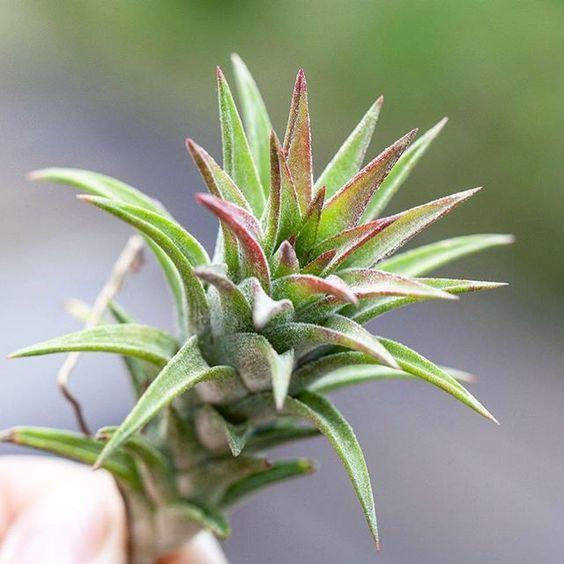 Tillandsia Ionantha Vanhyningii Air Plants