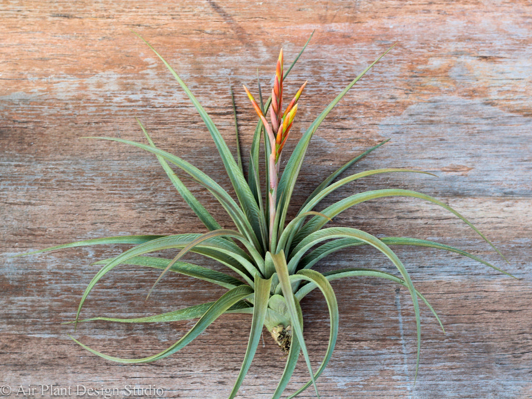 Tillandsia Vernicosa Air Plant