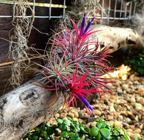 The Air Plant Blooming Process: Air Plants in Bloom