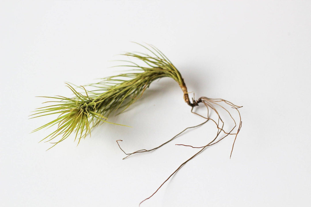 tillandsia funckiana air plant with roots 