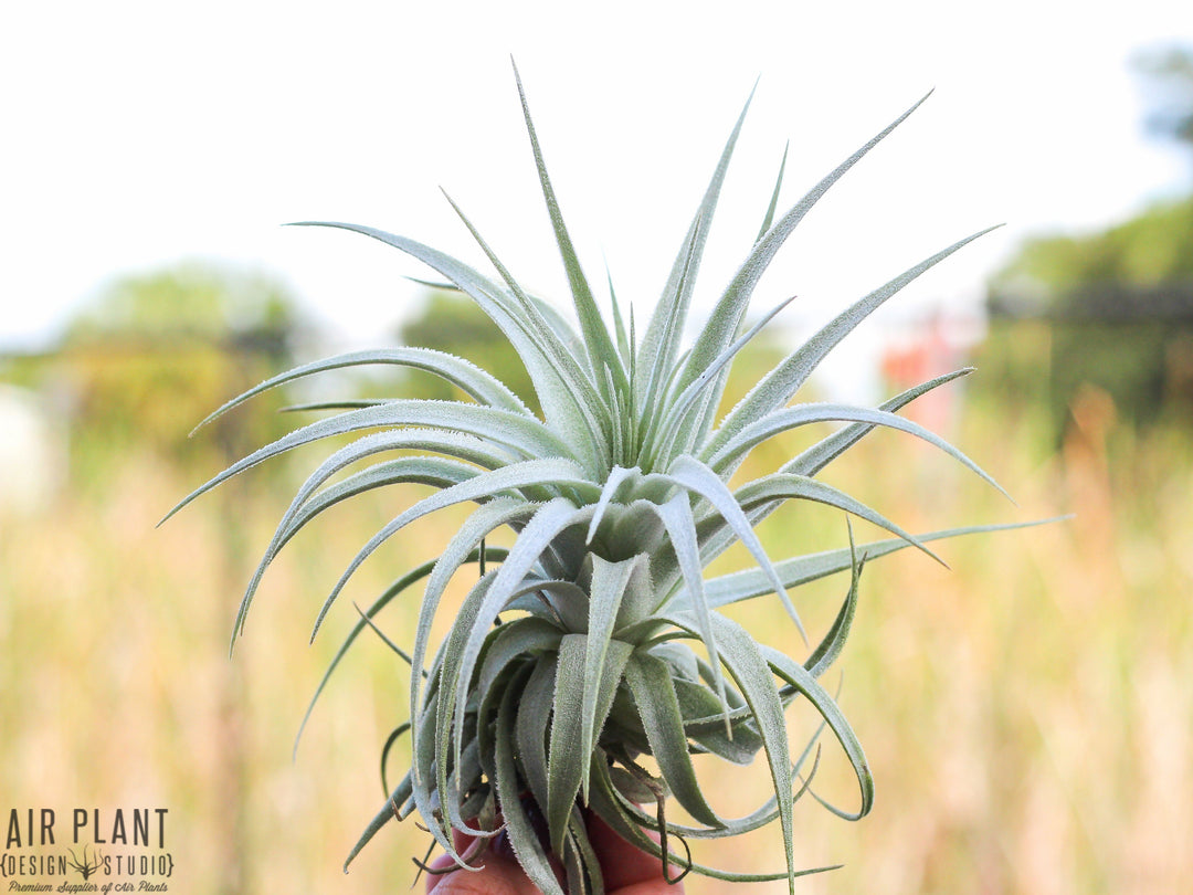 Tillandsia gardneri air plant 