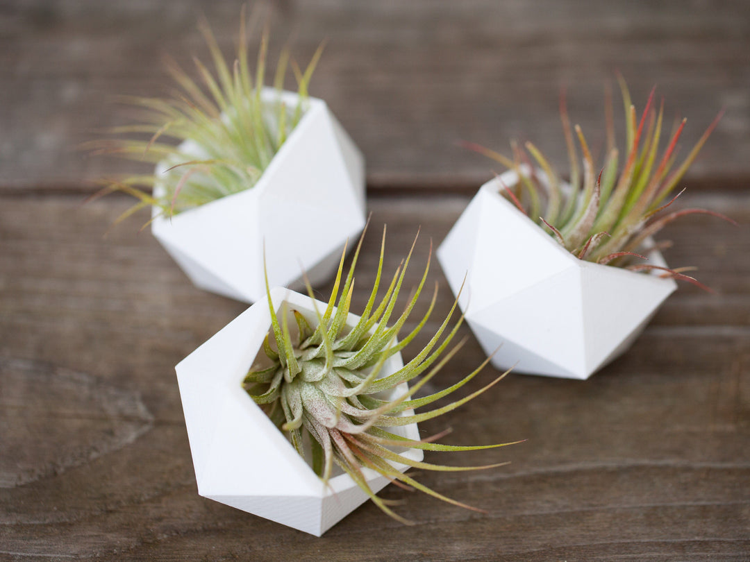 Tillandsia ionantha air plants in white geometric ceramic containers