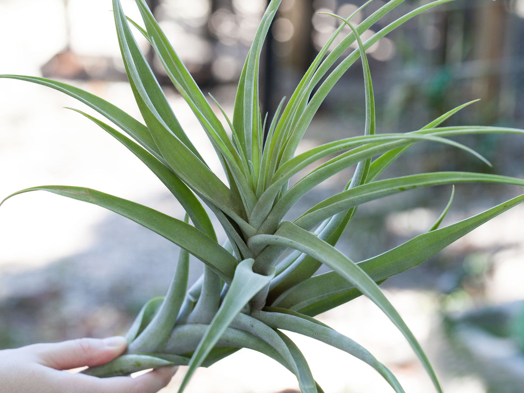 Tillandsia latifolia air plant 