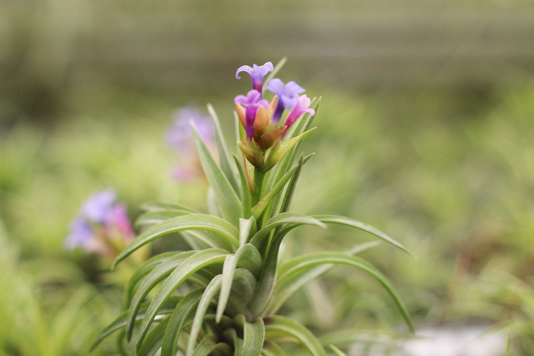 Tillandsia neglecta in bloom