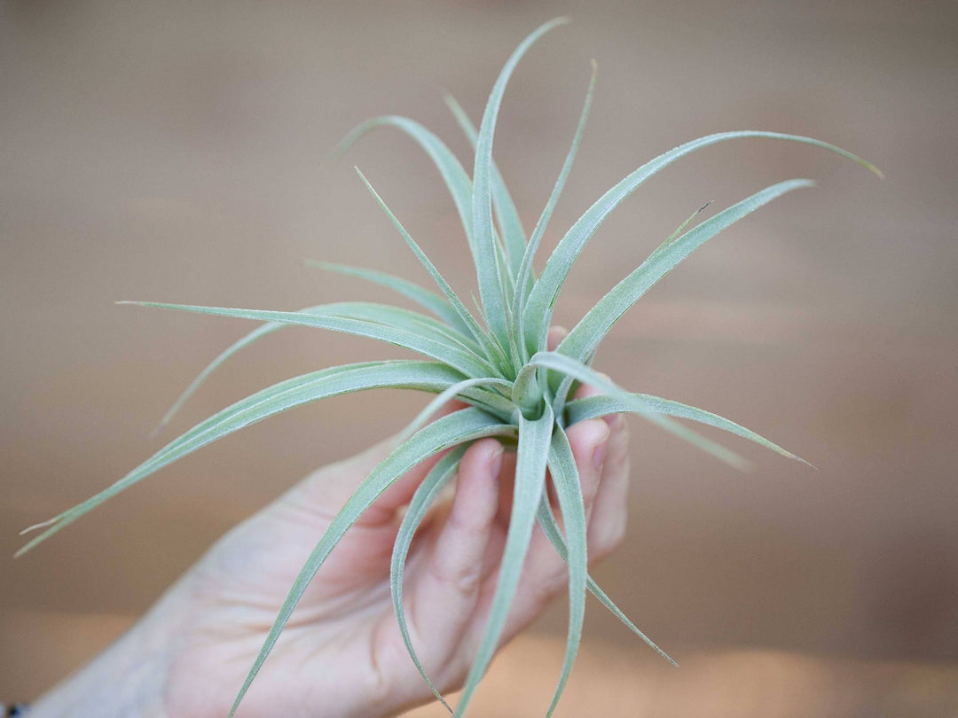 Tillandsia Pohliana Air Plant