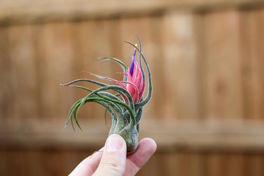 Tillandsia Pruinosa Air Plant with Pink Bud and Purple Flower