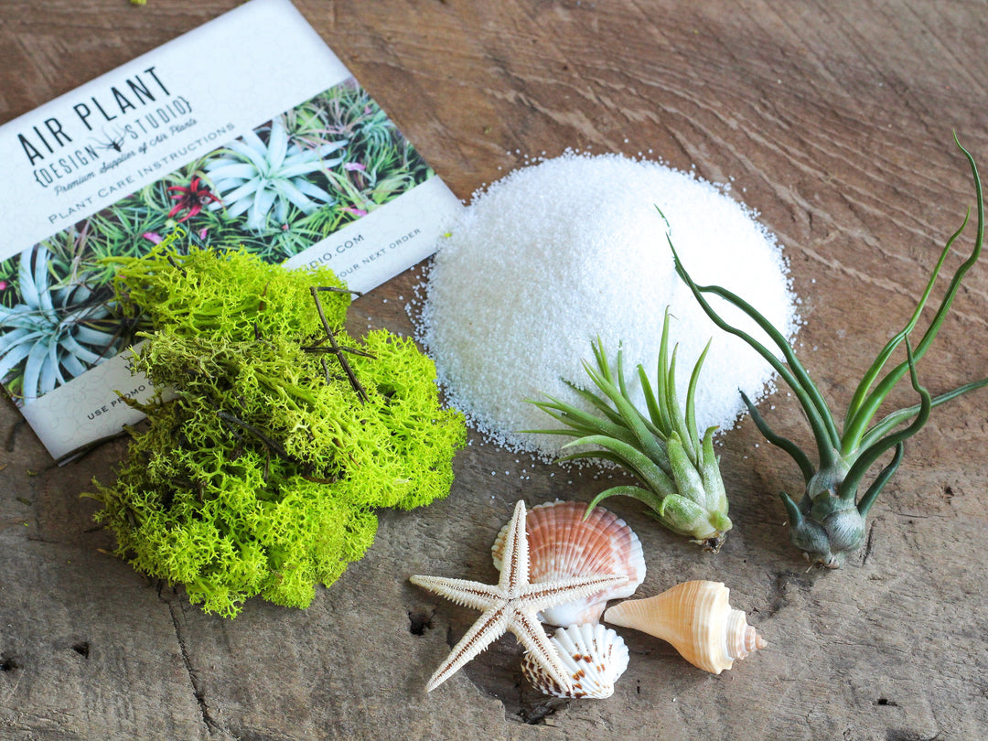 Beachy Terrarium Kit with White Sand, Sea Shells and Moss