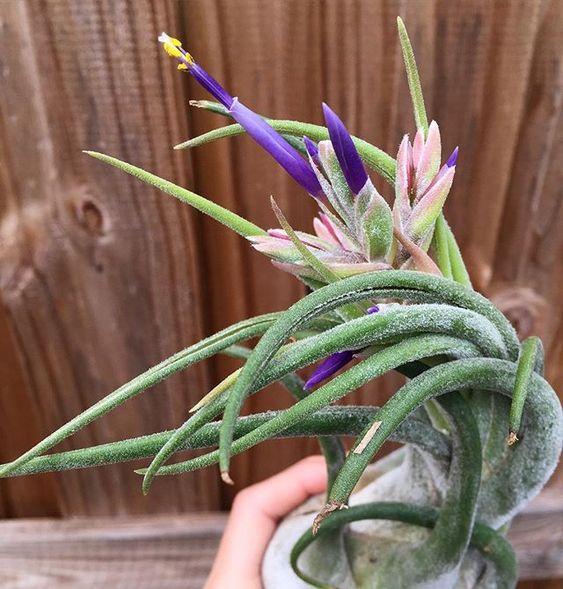 Blooming Tillandsia Seleriana Air Plant