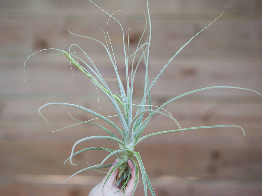 Tillandsia Straminea Air Plant