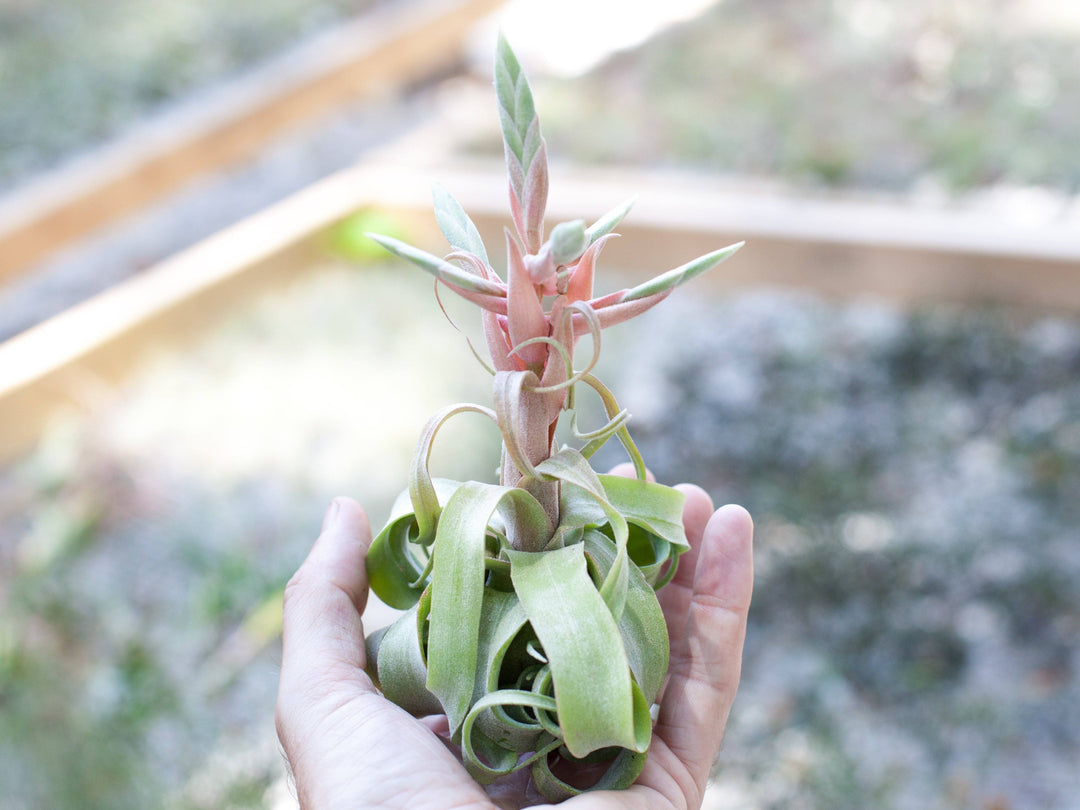 Tillandsia Streptophylla Air Plant