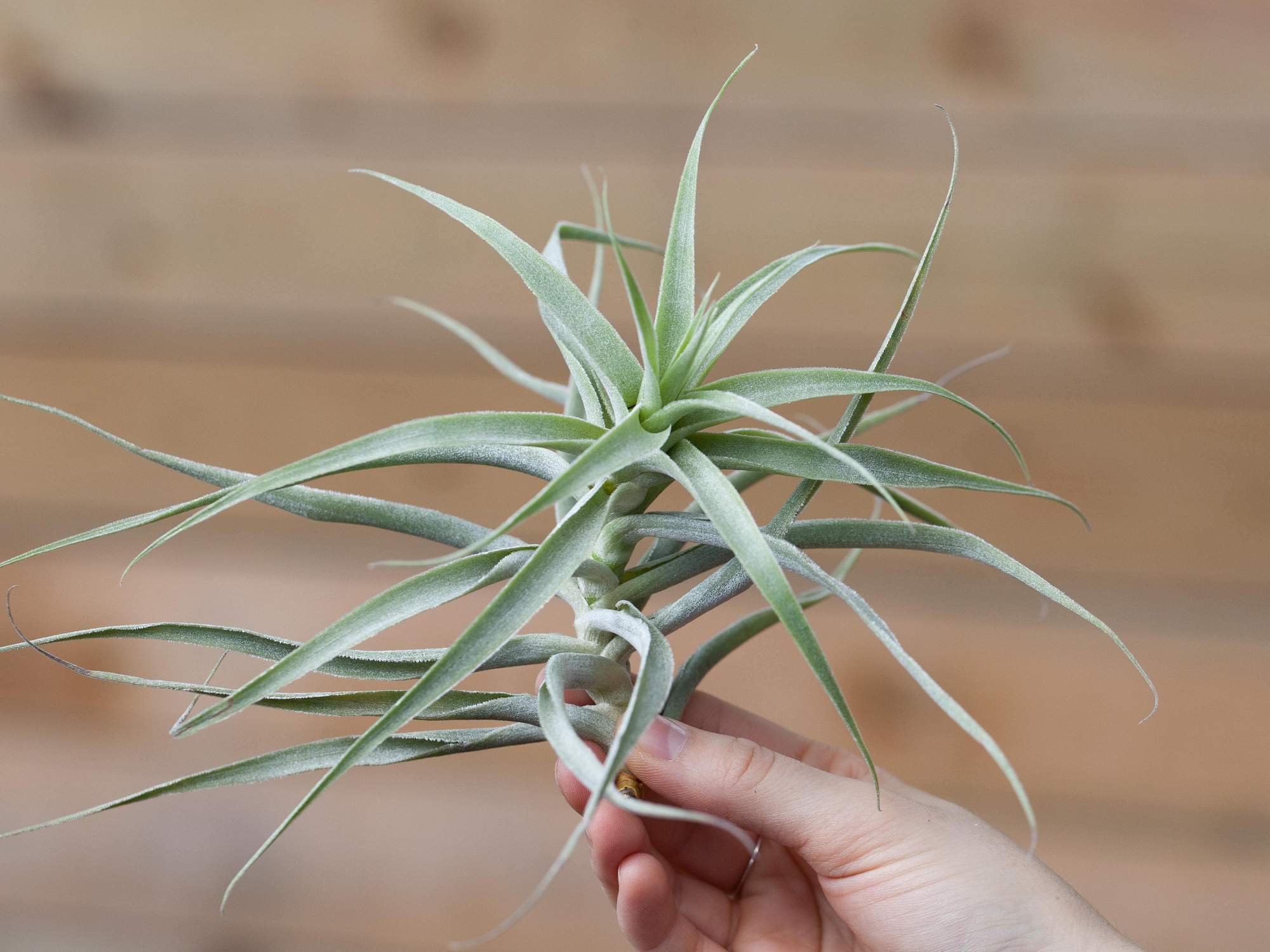 What are Tillandsia Cacticola Air Plants? – Air Plant Design Studio