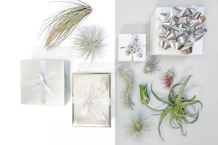 Premium Tillandsia Air Plant Kit of 10 or 20 Assorted Tillandsias