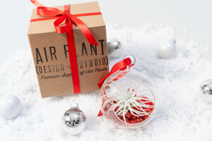 gift box with red ribbon on snow surrounded by ornaments and a flat bottom glass globe terrarium with red moss and tillandsia tectorum air plant