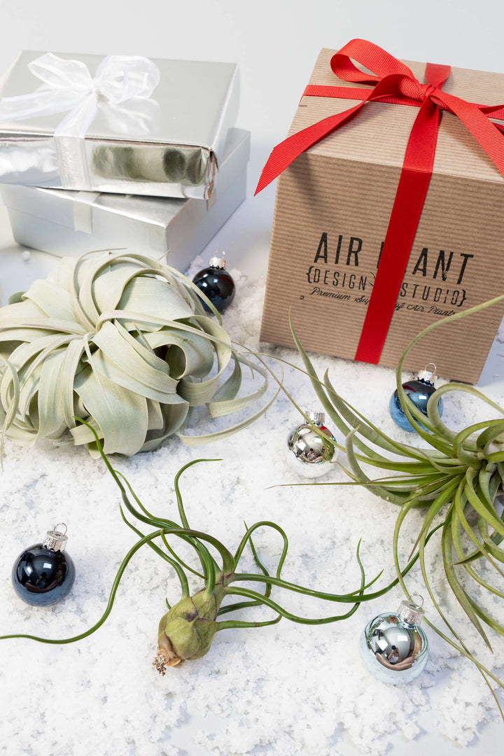 Premium Trio Tillandsia Air Plant-O-Gram Gift III