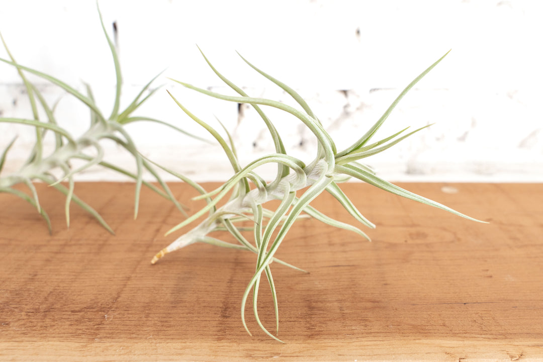 Tillandsia Diaguitensis Air Plant