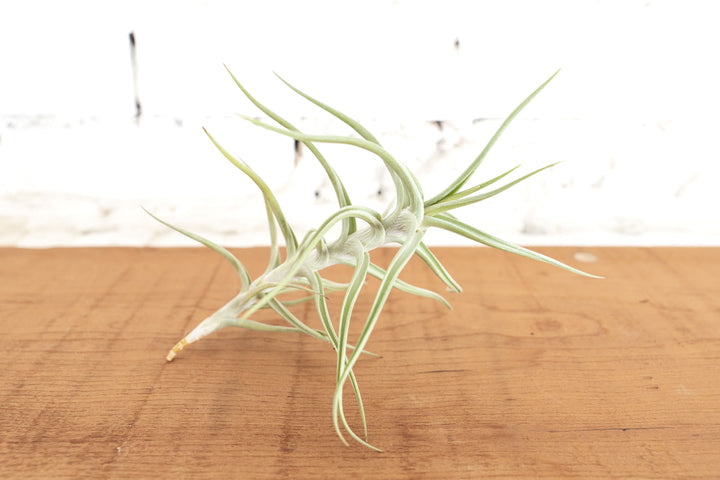 Tillandsia Diaguitensis Air Plant