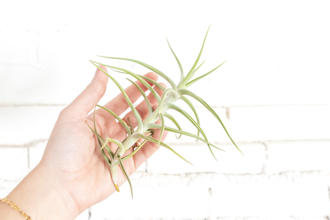 Tillandsia Diaguitensis Air Plant