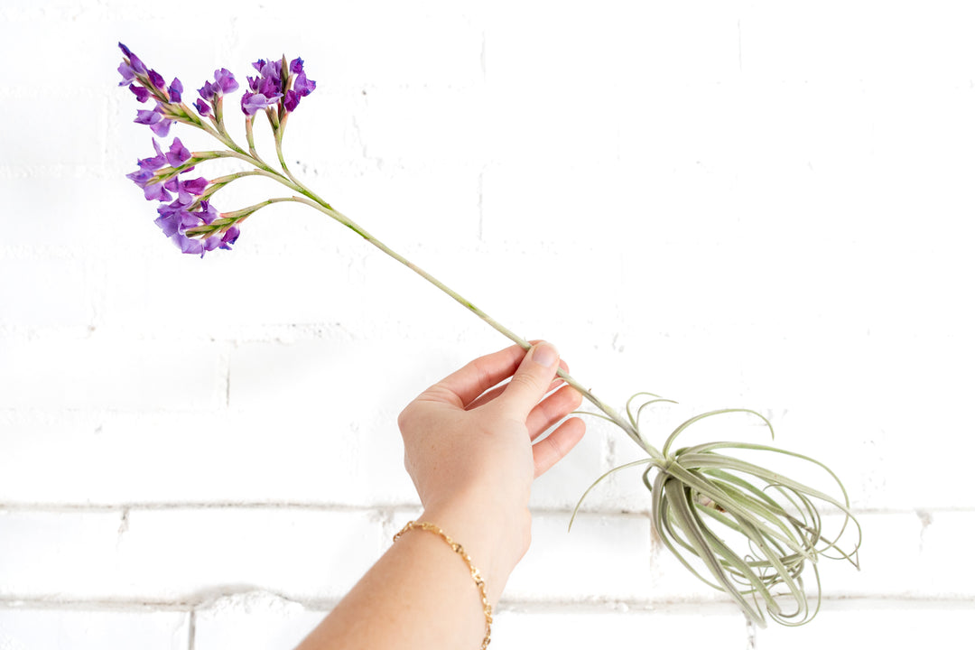 Tillandsia Streptocarpa Air Plant