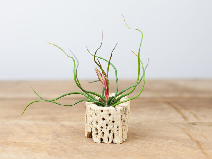 Blooming Tillandsia Bulbosa Guatemala Air Plant in a Cholla Cactus Skeleton Container