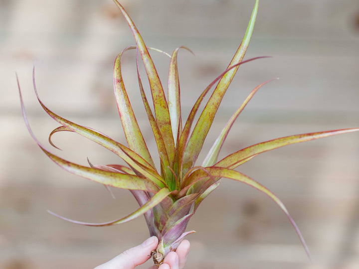 Tillandsia Capitata Red Air Plant