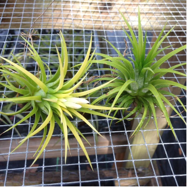 Tillandsia Ionantha Durid Air Plant