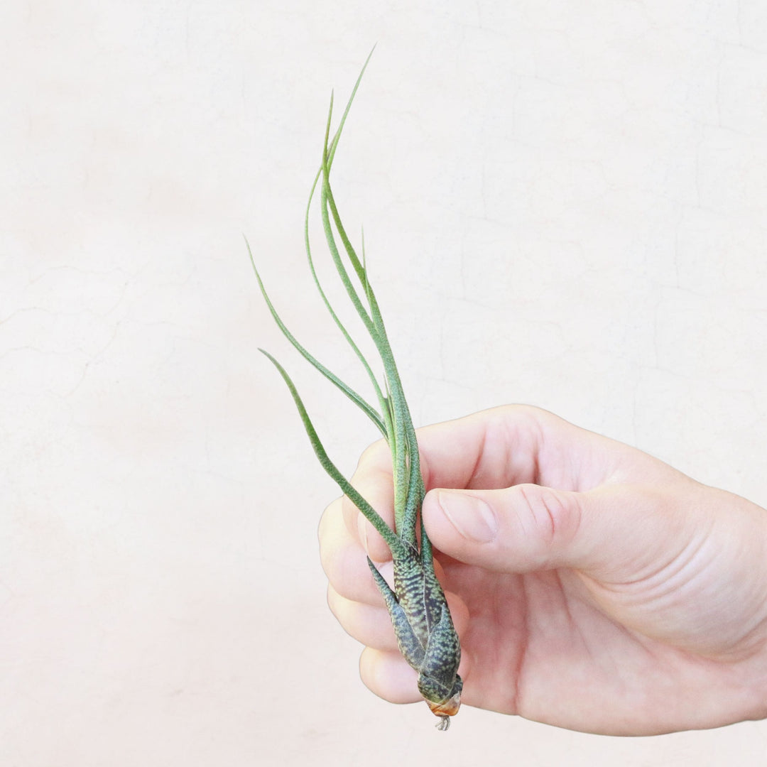 Sale Packs - 45% Off - Tillandsia Butzii Air Plant