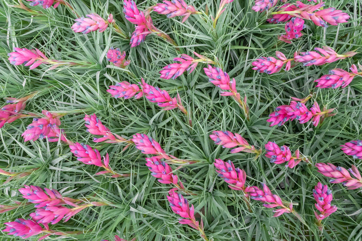 Tillandsia 'Green' Stricta Soft Air Plant