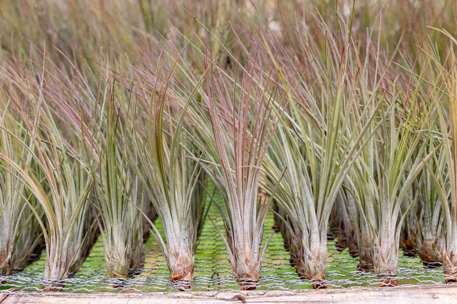 Hundreds of Blushing Tillandsia Juncea Air Plants