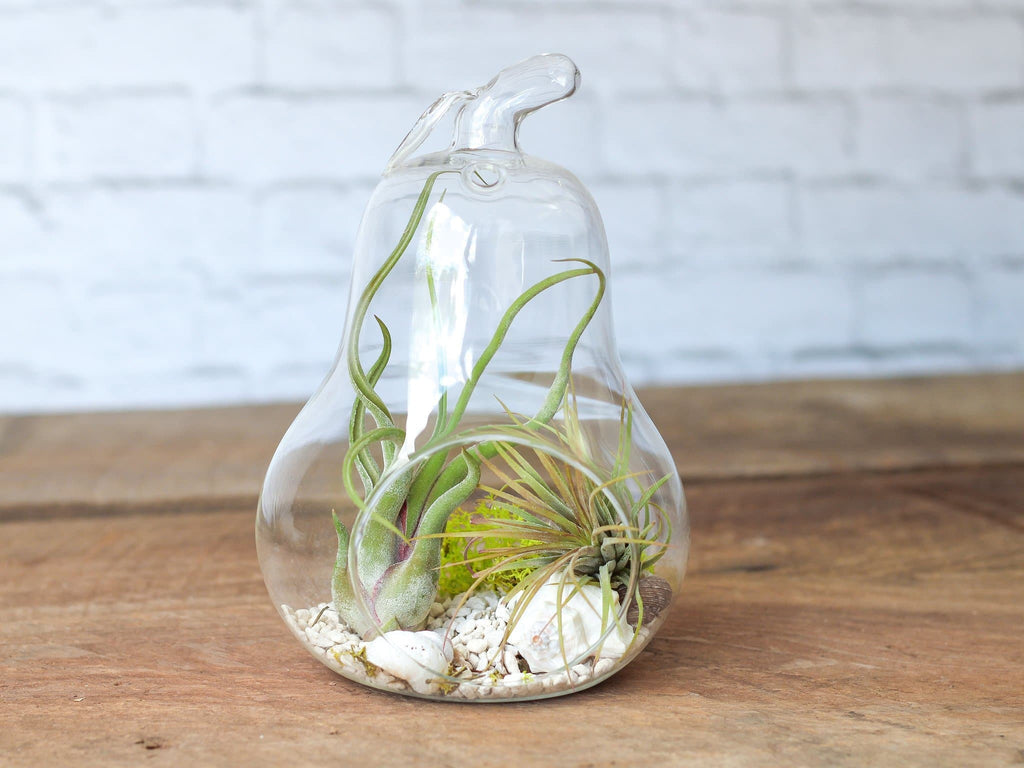 DIY Terrarium Kits Delivered To Your Door - Flat Rate Shipping $15