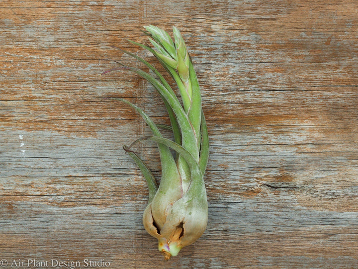 Tillandsia Selariana air plant with Bloom Spike