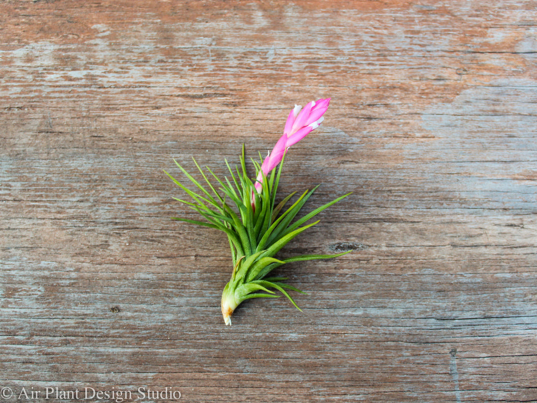 Tillandsia Tenifoila 'Emerald Forest' Air Plant