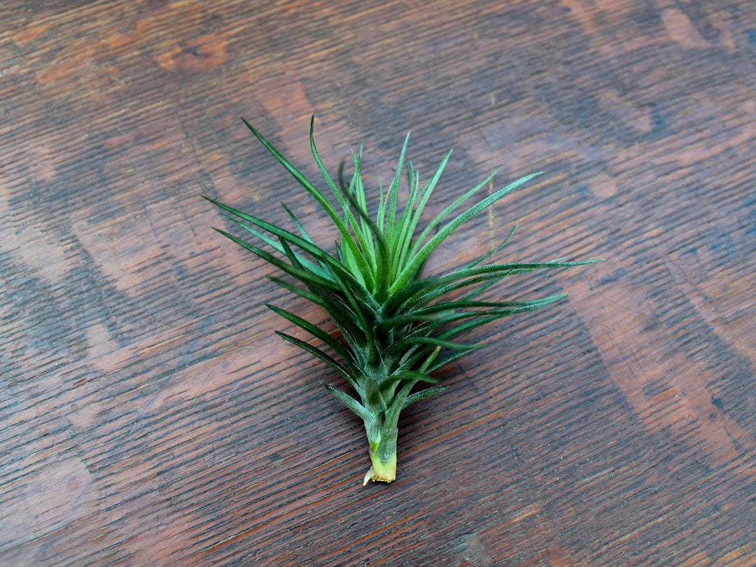 Tillandsia Tenifoila 'Emerald Forest' Air Plant