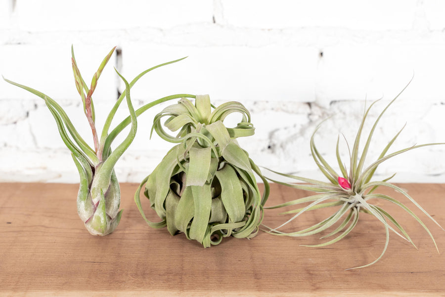 Tillandsia Caput Medusea, Streptophylla and Houston Air Plants