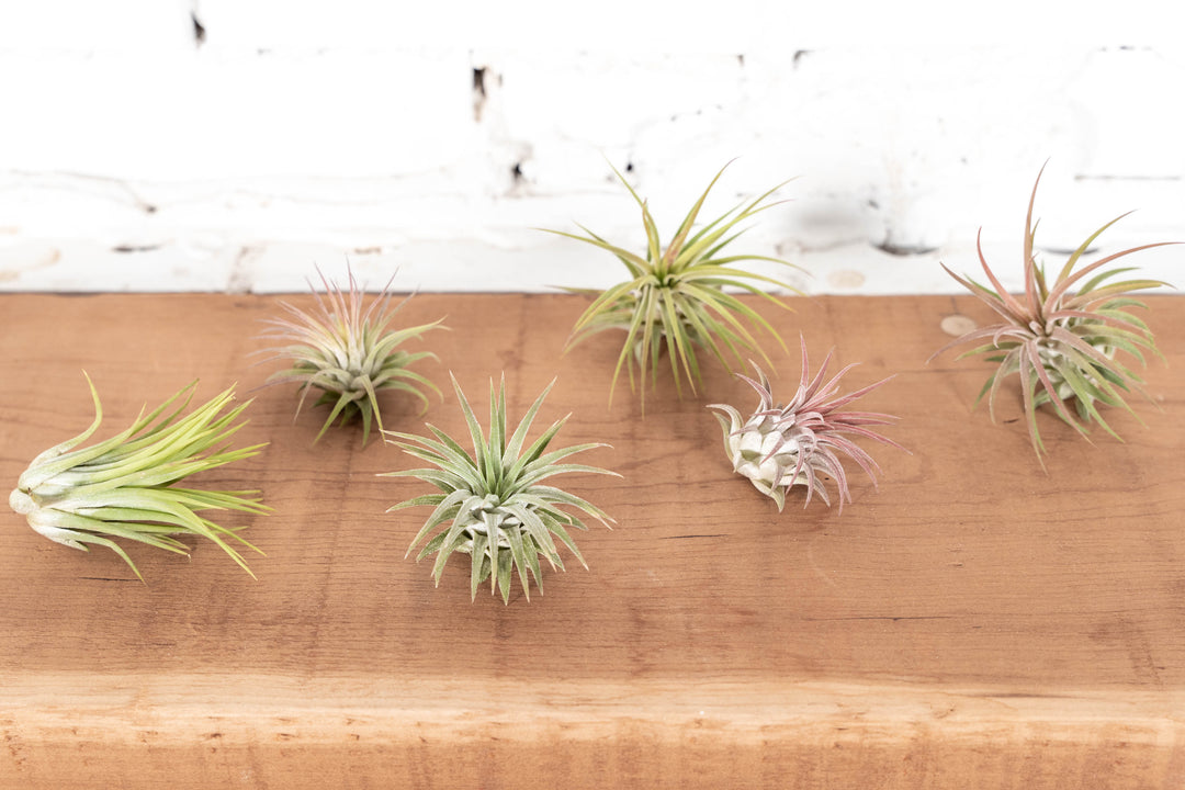 $1.00 Overstock Special: Tillandsia Ionantha Air Plant Combo Pack