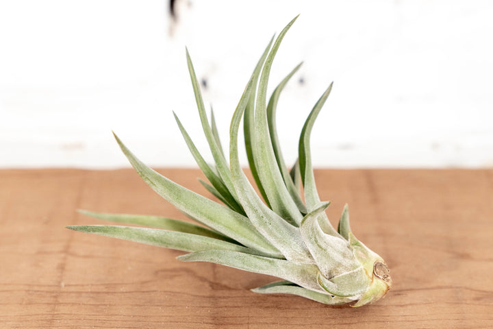 Tillandsia Velutina Air Plant