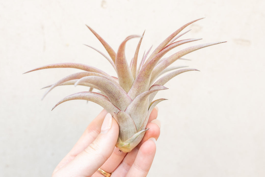 Blushing Tillandsia Abdita Brachycaulos Air Plant