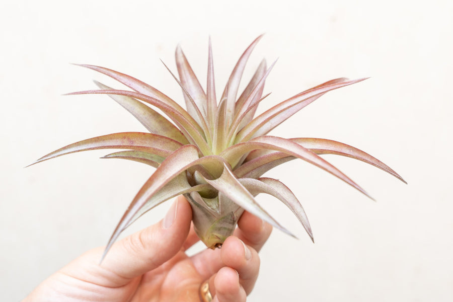 Blushing Tillandsia Abdita Brachycaulos Air Plant