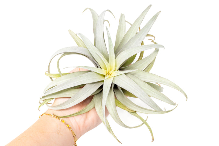 Tillandsia Capitata Yellow Star Air Plant